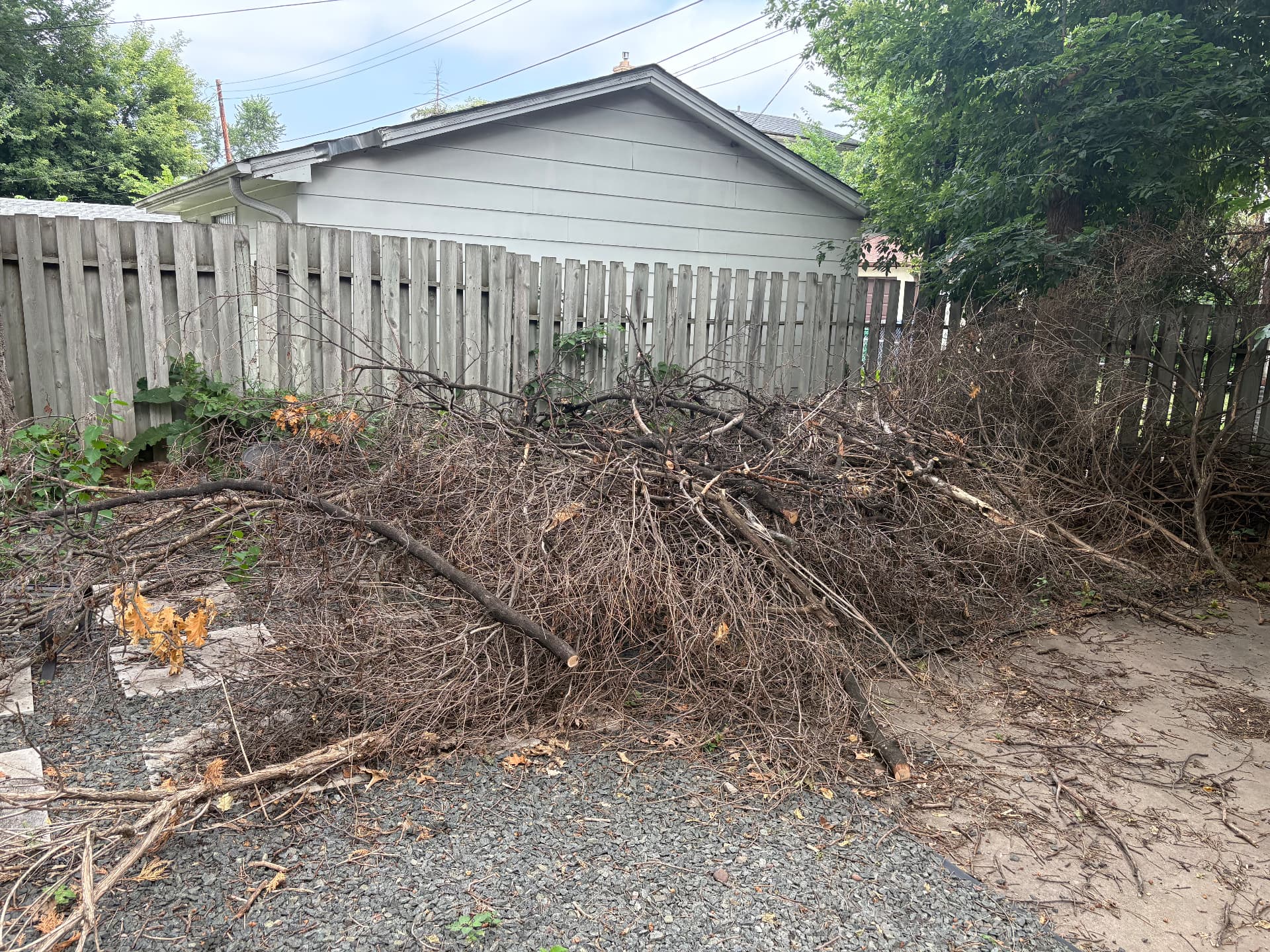 Brush & Yard Cleanup — Overgrown brush and yard debris before cleanup